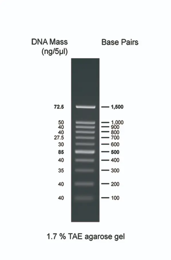 02001-500 100bp-1500bp DNA Ladder
