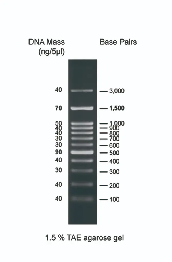 02002-500 Escalera de ADN de 100bp-3000bp