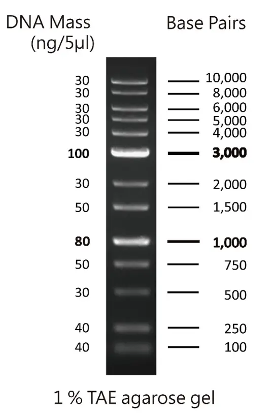 02004-500 Escalera de ADN de 100bp-10kb