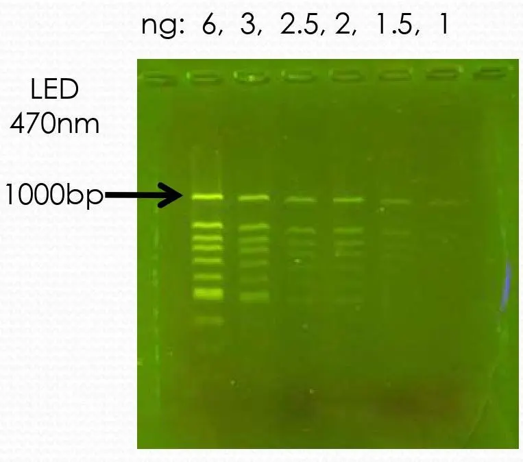 MR-031203 Prestained Dye in Gel Electrophoresis